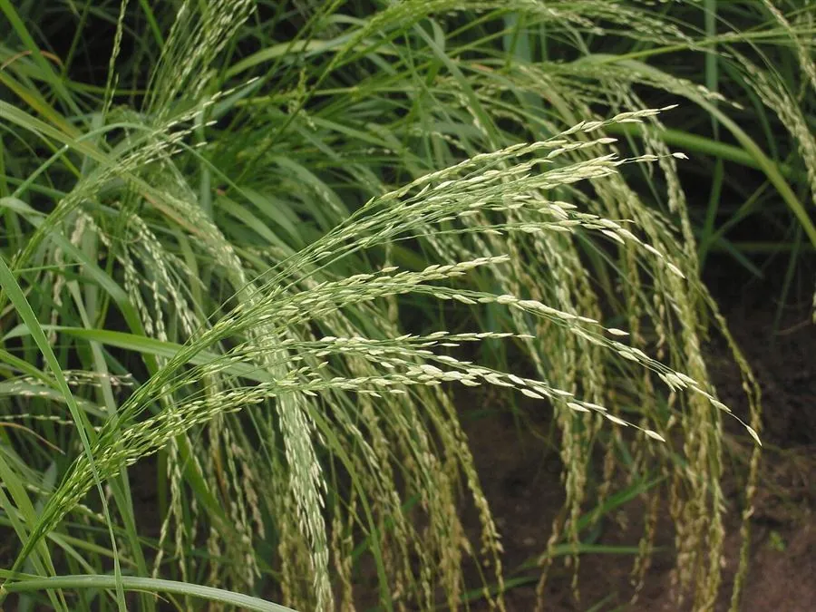 Teff grain, the ancient Ethiopian superfood